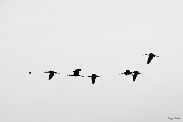 Birds of the Rostov region #3 - My, My, The photo, Nature, Birds, Ornithology, Longpost