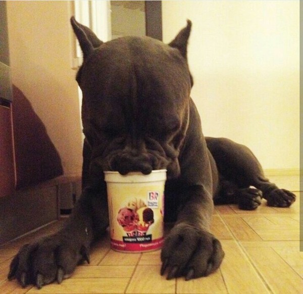 To hell with this shnobelka, the main thing is ice cream! - My, Dog, Cane Corso, Nose, Schnobel, Baskin Robbins, Ice cream