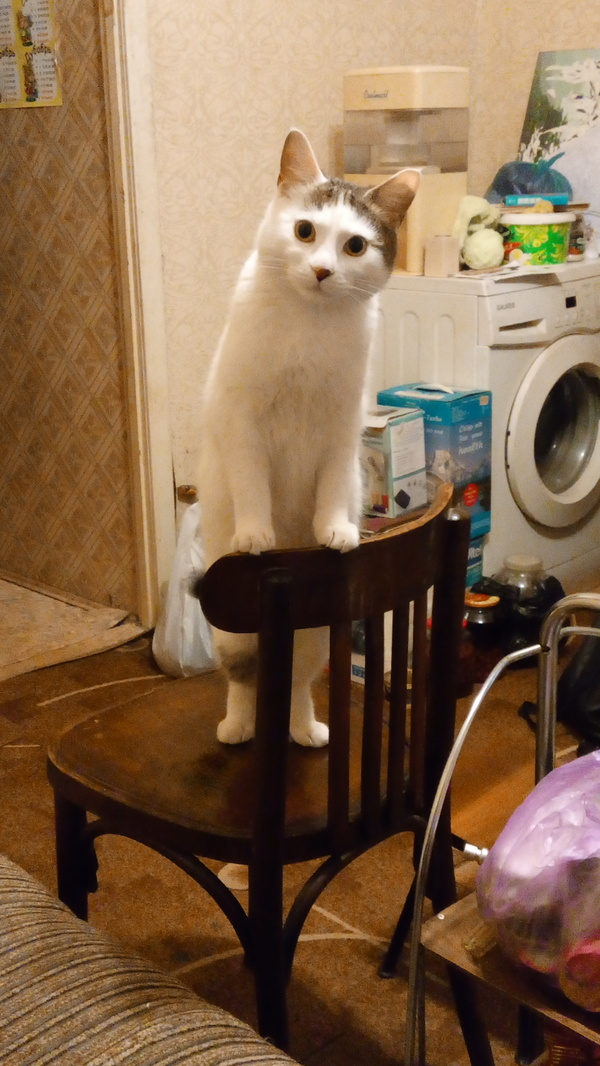 Where's my food, man? - My, , Friend of human, cat