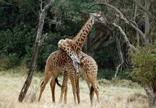 Tenderness. - Giraffe, Neck