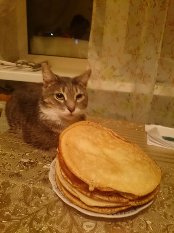 Oh you cheeky face. - My, cat, whale, Impudence, Mug, Pancakes, Longpost