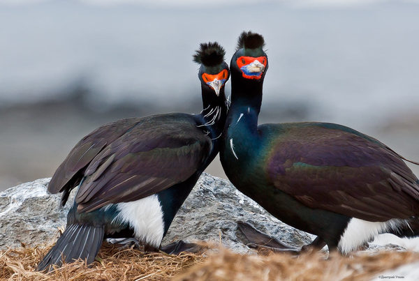 Photo for memory in the wedding album :) - Birds, Nature, The nature of Russia, Photo, Cormorants, The photo