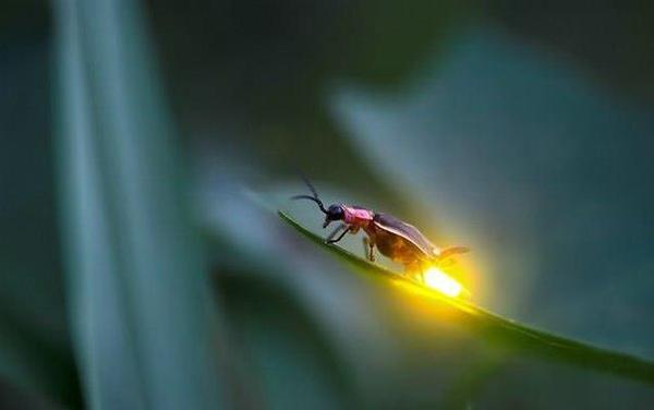 Has anyone seen fireflies? - Magic, Fireflies, Longpost, Dream