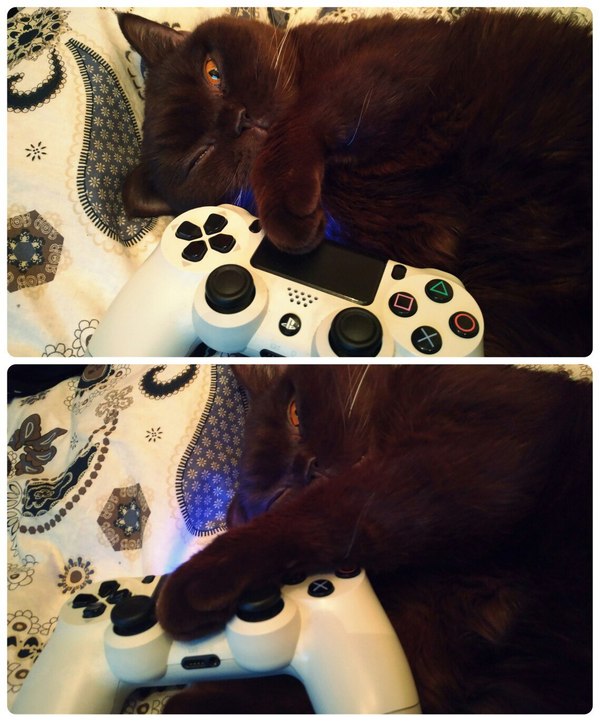 Play with me! - My, cat, Playstation 4