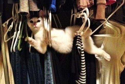 Favorite place. - cat, Wardrobe