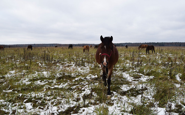 Приют для лошадей в московской области