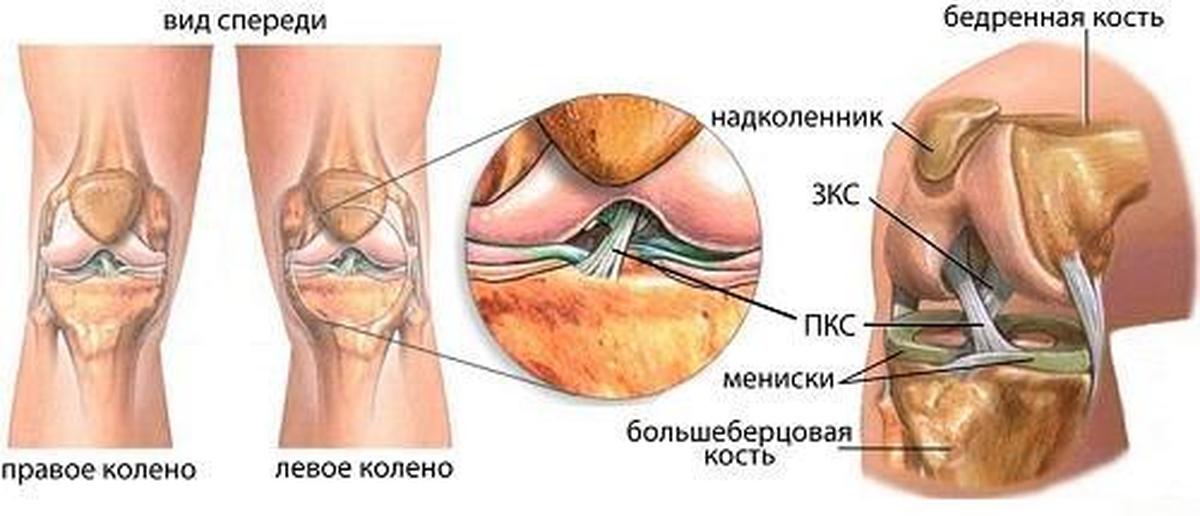 Связка мениска колена. Крестообразные связки колена анатомия. Анатомия связок мениска коленного сустава. Передняя крестообразная связка колена. Связки коленного сустава анатомия.