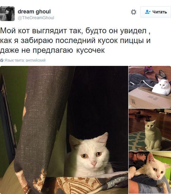 Лучшие твиты о котах за 2016 год. Часть 2. - Моё, Кот, Twitter, Длиннопост, Собака