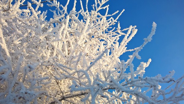 Fluffed up, enjoying the frosty morning ^^ - My, Winter, freezing, Morning, Ural