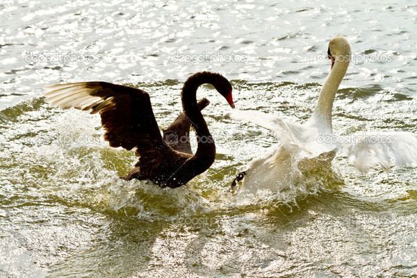 Swan Lake. - Lake, White Swan, Black Swan, GIF, Swans