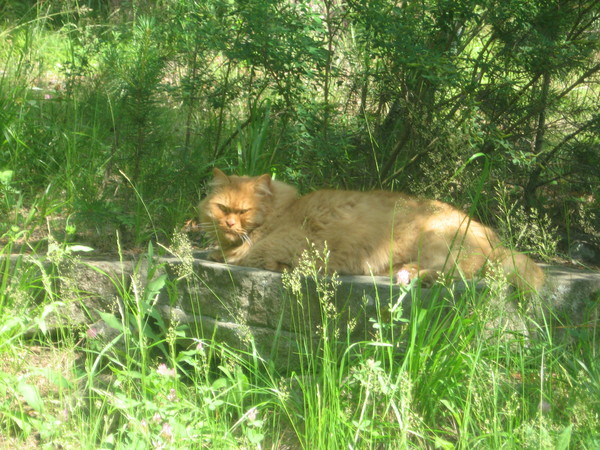 Sun - cat, The sun, My, Summer