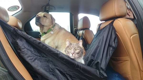 По моему, кот не очень любит ездить в машине)))