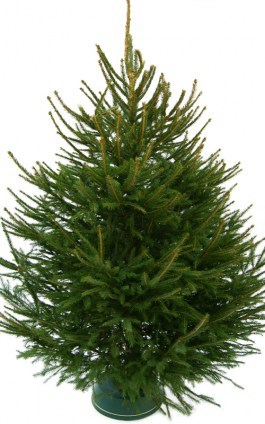 Live Christmas tree for rent - Christmas trees, Rental, Longpost