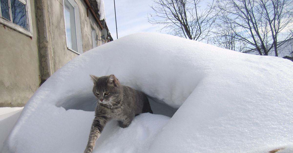 Замерзший сугроб. Кот в снегу. Кошки зимой. Кот в сугробе. Кошка лежит на снегу.