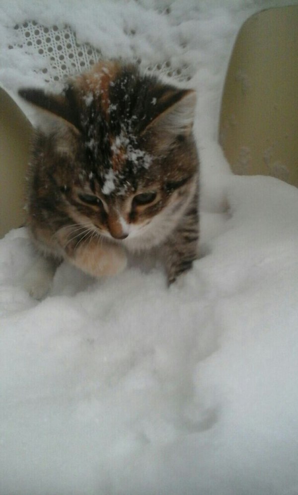 Meet Lavra. Likes to dig in the snow - cat, Snow, My, Longpost, Curiosity