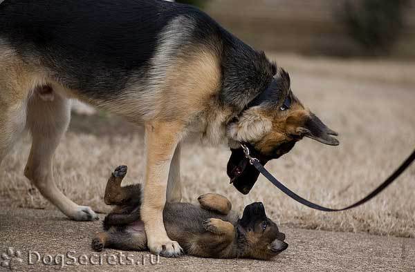 touched ... - Not mine, Dog, Love, , Loyalty, friendship, To tears, Longpost