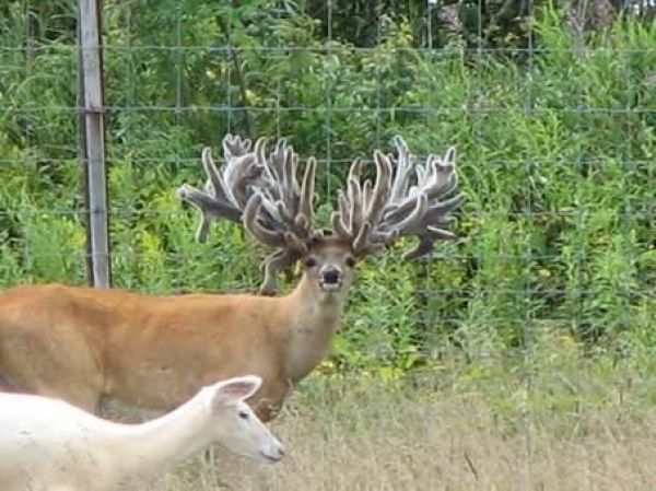 Of course, honey, I don't mind if you go with friends to the country. - Deer, Treason, Dacha, Deer