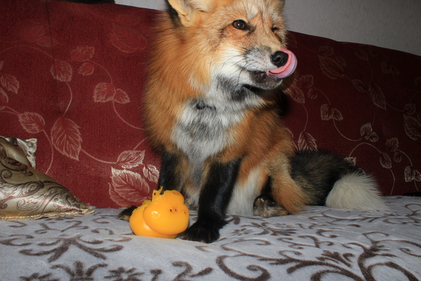 When it's delicious! - My, Fox, , Snow, Winter