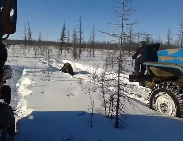 Shift workers-flayers crushed a bear - Flailing, The Bears, Yakutia, news, Ural, Animals, Russia, Symbol of Russia, Symbols and symbols