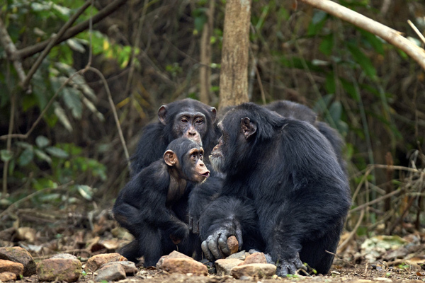 Illusion of altruism: Do chimpanzees selflessly help each other - Anthropogenesis, Anthropogenesis ru, Primates, Chimpanzee, Altruism, Longpost