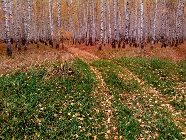 summer and autumn border - My, Autumn, Summer, Forest, Photo