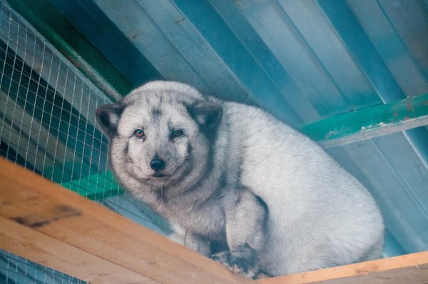 Arctic fox Jackie from the Veles Animal Rescue Center - , Arctic fox, Veles, Longpost