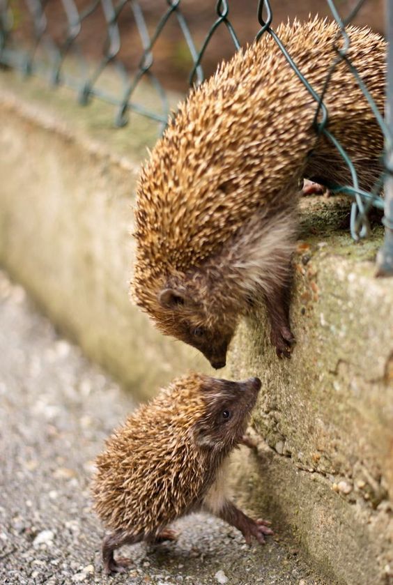 overcoming obstacle) - Animals, Hedgehog, Milota