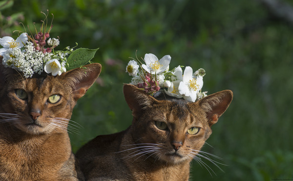 Abyssinian cats - Flowers, Wreath, Abyssinian cat, cat
