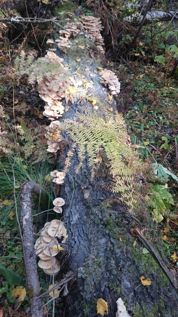 Mushrooms) - My, Mushrooms, Honey mushrooms, Nodule, Birch, Longpost