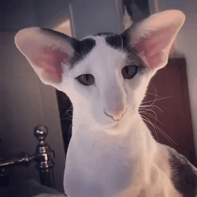 Lop-eared) - cat, Lop-earedness, GIF, Georgians