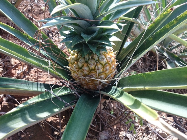 Did you know that pineapples grow in the ground? Today I saw it with my own eyes - My, Interesting, A pineapple, Photo, Фрукты