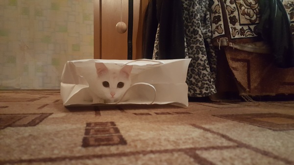 Cat in a package - My, cat, Package, Claustrophobia