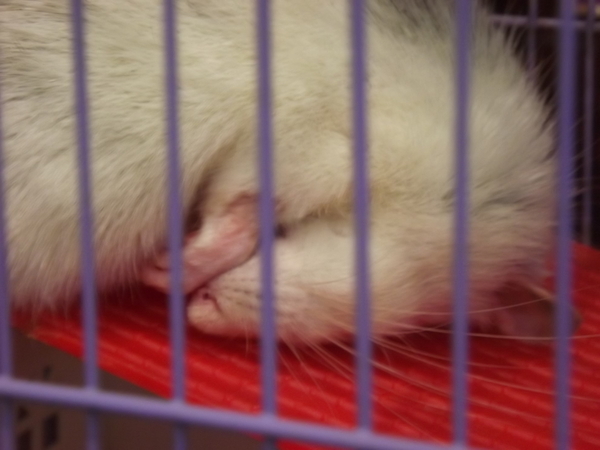 sleep rat - My, Rat, Dream, 