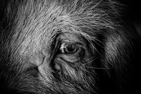 He knew too much - My, Photo, Pig, Sadness, Eyes, Sadness, Wisdom, Black and white photo