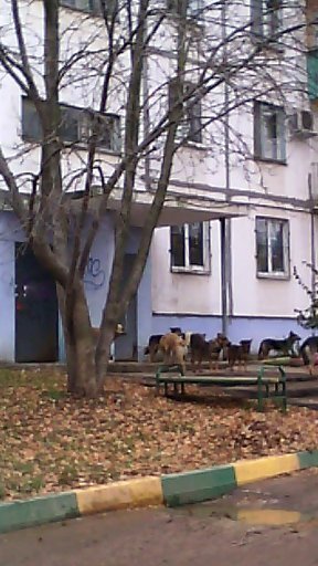 ����� �,������,�� ��������...(����� ���)