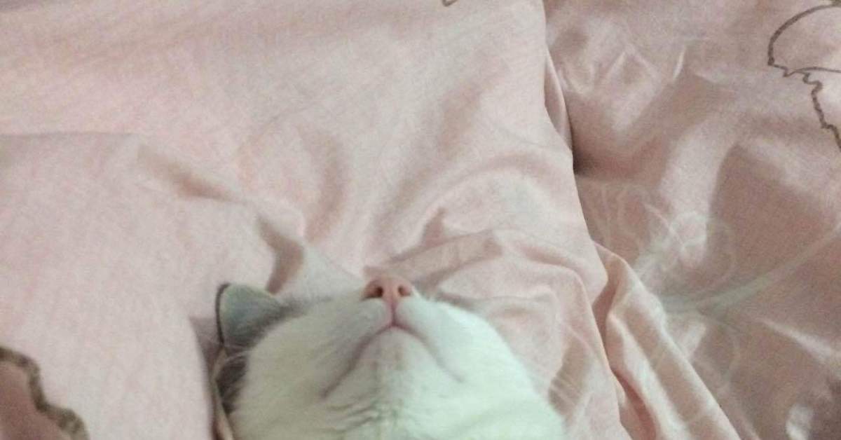 Смотрит киску спящей. Котик в ножках одеяльце.