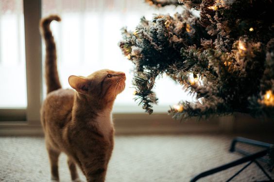 Christmas trees and moods - Christmas trees, New Year, Mood, Holidays, Longpost, Otter, cat, Animals