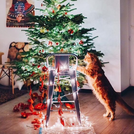 Christmas trees and moods - Christmas trees, New Year, Mood, Holidays, Longpost, Otter, cat, Animals