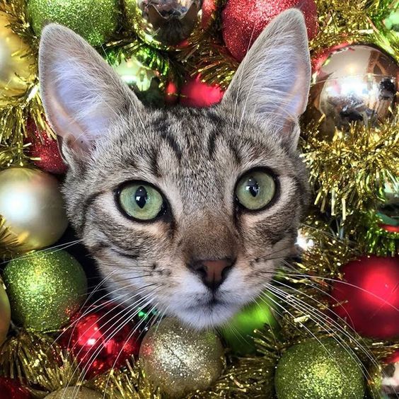 Christmas trees and moods - Christmas trees, New Year, Mood, Holidays, Longpost, Otter, cat, Animals