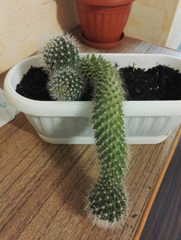 When the gardener is so-so ... - My, Cactus, Nature, Longpost