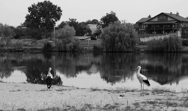 Cranes, maybe storks - My, Birds, 