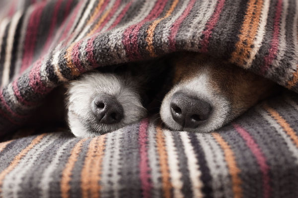 Soul-heating photo - Dog, Nose, Heat, Plaid