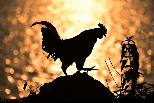 Золотой петушок.