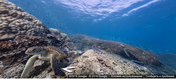 Интересные факты про Большой Барьерный риф. Большой Барьерный Риф, Кораллы, Фото, Подборка, Длиннопост