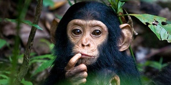 Minipost about human biosystematics. - My, Interesting, Paleontology, Anthropology, Person, Monkey, Chimpanzee, Gorilla, Classification, Longpost
