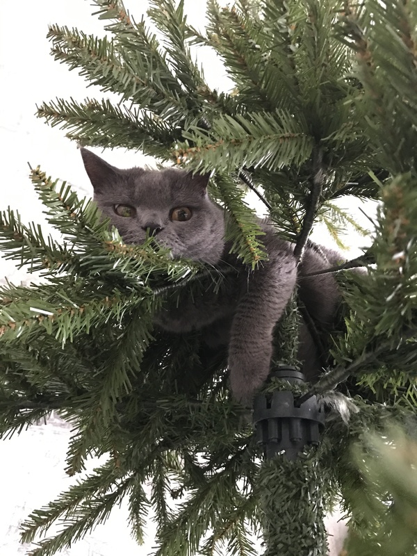 How we collected the Christmas tree! - My, cat, Christmas trees, Christmas decorations, jersey, Fluffy, Longpost