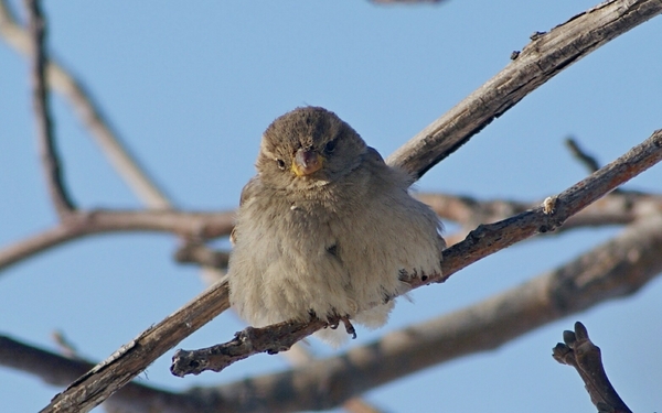 From 31st to 1st - My, New Year, Hangover, Sparrow