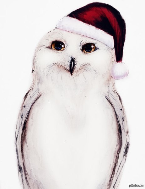 Congratulation. - New Year, Owl, Congratulation