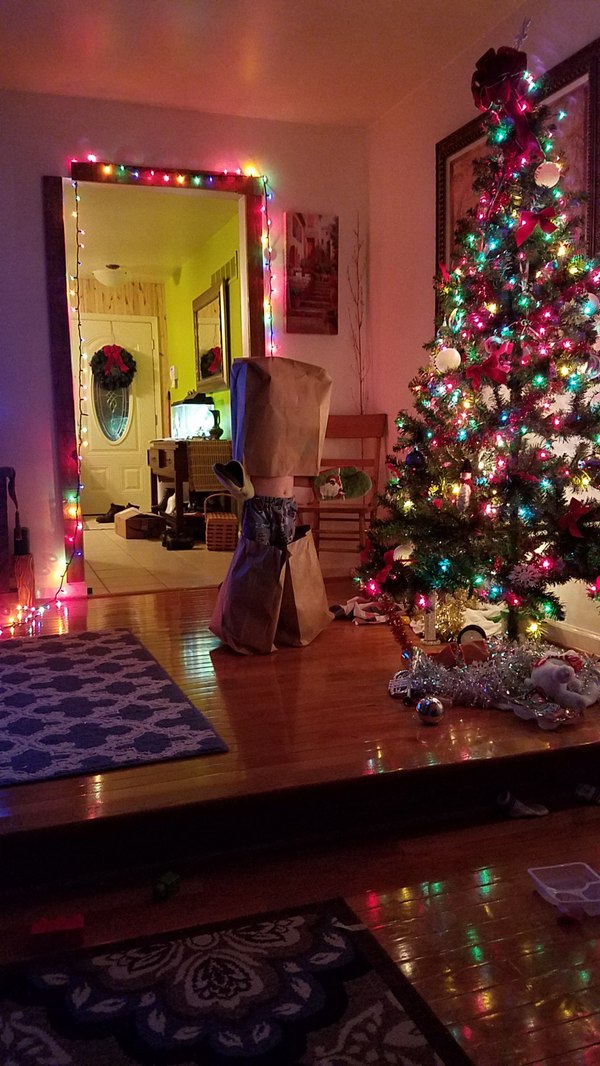 Missing gift wrap - My, Nephews, Wrapper, Christmas trees, Presents, New Year