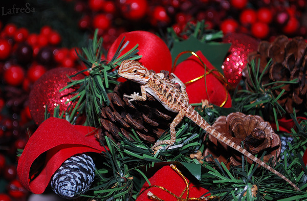 Christmas animals for you! - My, New Year, Animals, Exotarium, Turtle, Lizard, Reptiles, Bearded dragon, Congratulation, Longpost